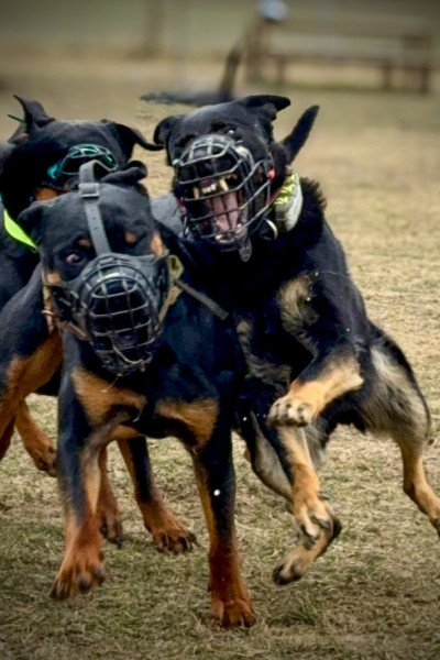 Aggression bei Hunden, Problemhunde | Calmdog hilft | Dübendorf | Zumikon | Linthebene