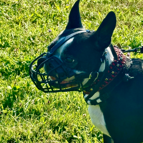 Aggression bei Hunden, Problemhunde | Calmdog hilft | Dübendorf | Zumikon | Linthebene